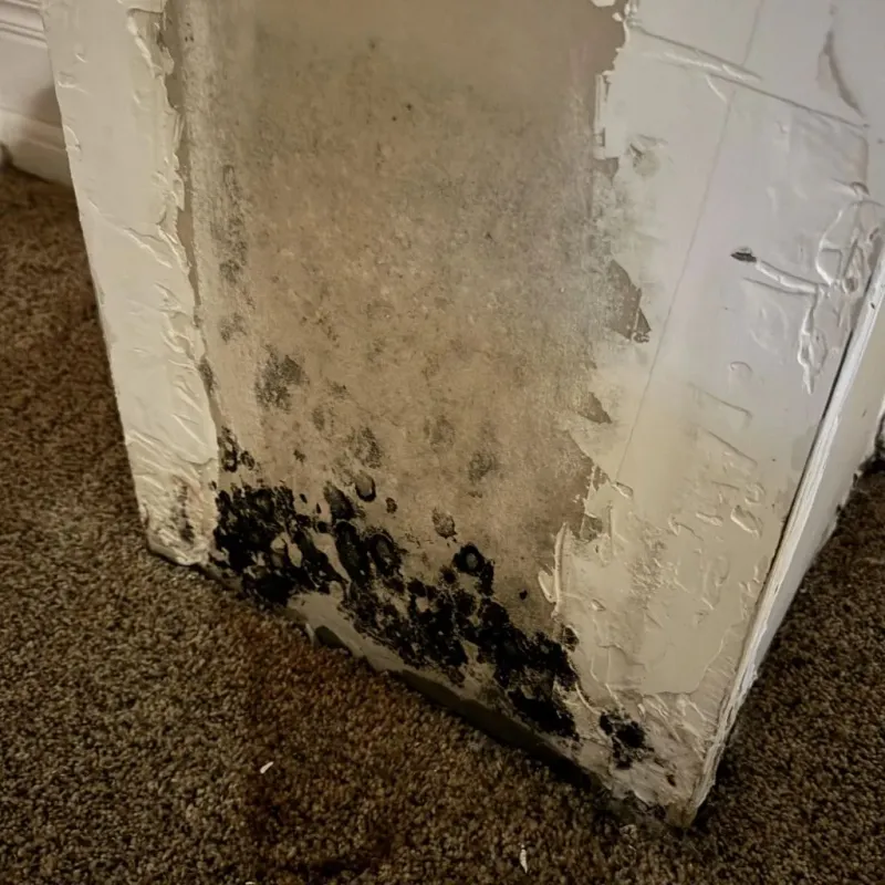 Professional Mold Removal in Codington County, SD